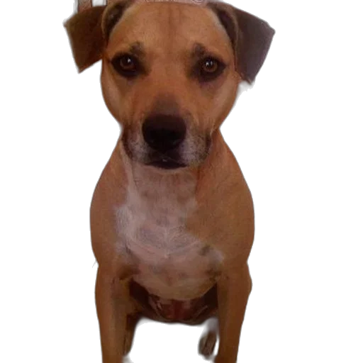 staff, animal, creature, face, photorealistic, 3d render, brown, dog transparent PNG cut-out