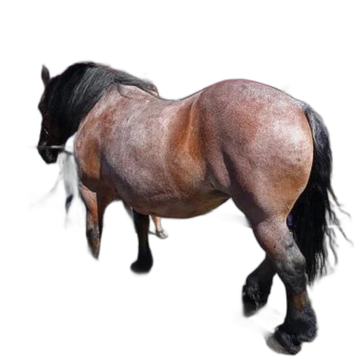animal, hair, creature, dragon, photorealistic, 3d render, concept art, oil painting transparent PNG cut-out
