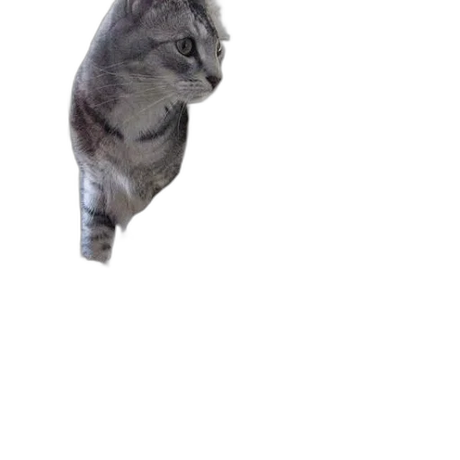 animal, creature, dragon, staff transparent PNG cut-out