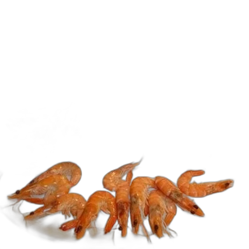 animal, creature, crown, food, 3d render, concept art, photorealistic, underwater transparent PNG cut-out