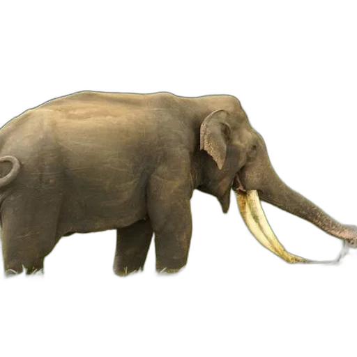animal, staff, creature, weapon transparent PNG cut-out