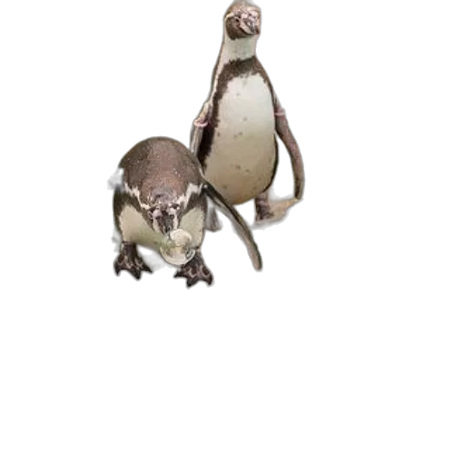 animal, creature, robot, staff, 3d render, concept art, photorealistic, pixel art transparent PNG cut-out