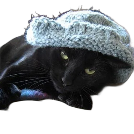 hat, animal, creature, crown, monochrome, black, cat, wearing transparent PNG cut-out