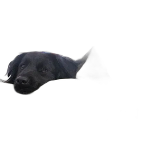 animal, creature, staff, hat, photorealistic, 3d render, pixel art, underwater transparent PNG cut-out