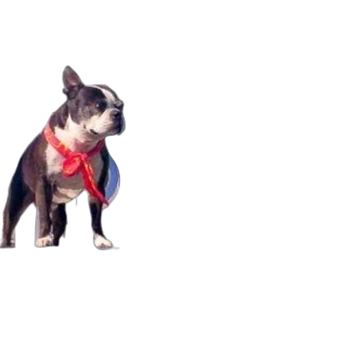animal, staff, jacket, creature, photorealistic, 3d render, concept art, pixel art transparent PNG cut-out