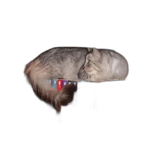 hair, hat, creature, animal, photorealistic, 3d render, concept art, vaporwave transparent PNG cut-out