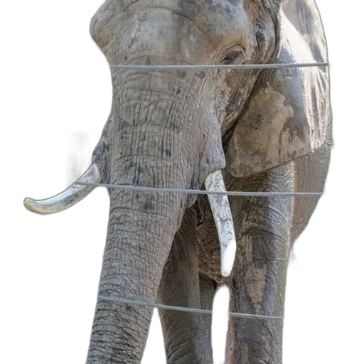 animal, staff, weapon, creature, concept art, photorealistic, 3d render, majestic transparent PNG cut-out