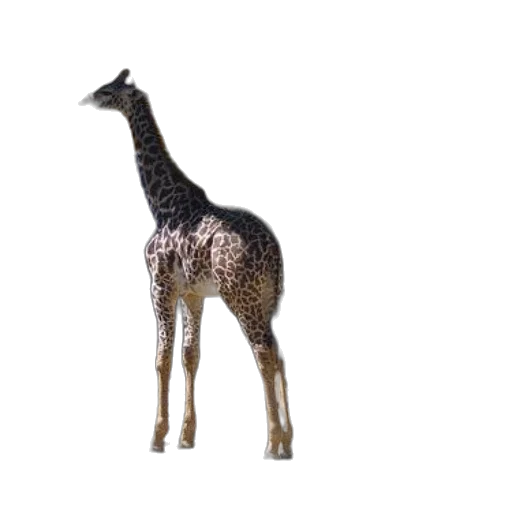 animal, creature, staff, weapon, 3d render, concept art, pixel art, photorealistic transparent PNG cut-out