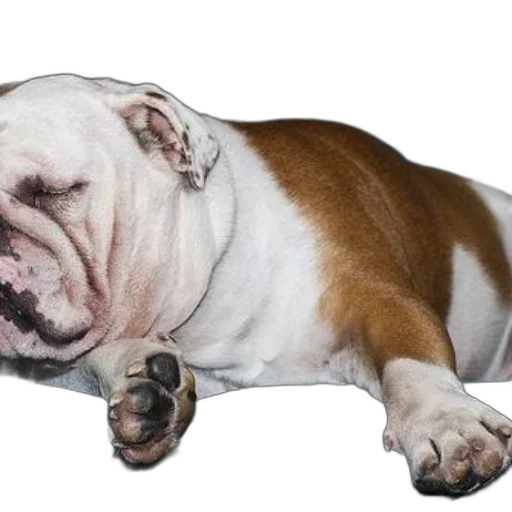 animal, creature, staff, face, photorealistic, 3d render, sleeping, english transparent PNG cut-out
