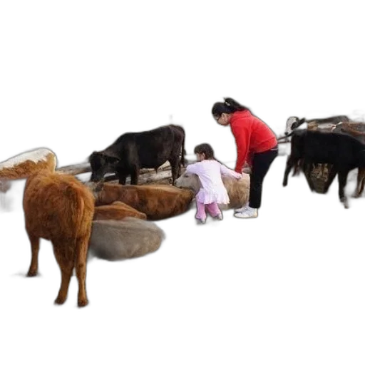 animal, furniture, food, woman, red, jacket, child, white transparent PNG cut-out