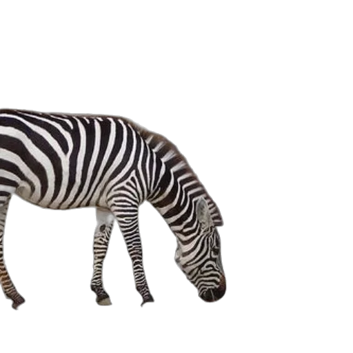animal, creature, hat, furniture, 3d render, photorealistic, concept art, monochrome transparent PNG cut-out