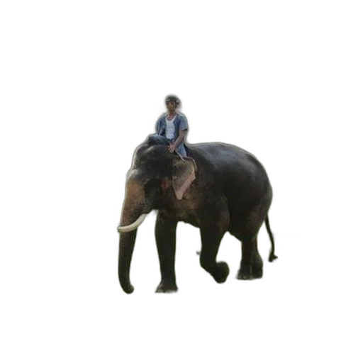 animal, creature, staff, hat, 3d render, concept art, photorealistic, pixel art transparent PNG cut-out