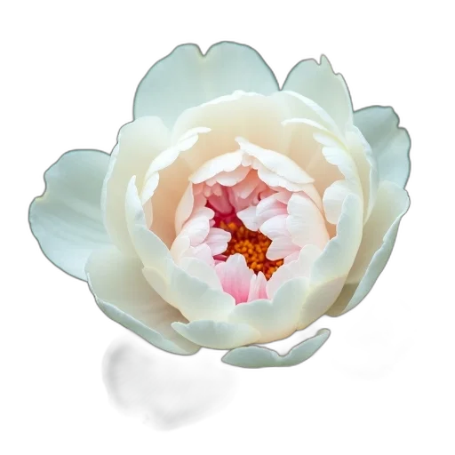 flower, jewelry, crown, 3d render, photorealistic, pastel, close-up, white transparent PNG cut-out