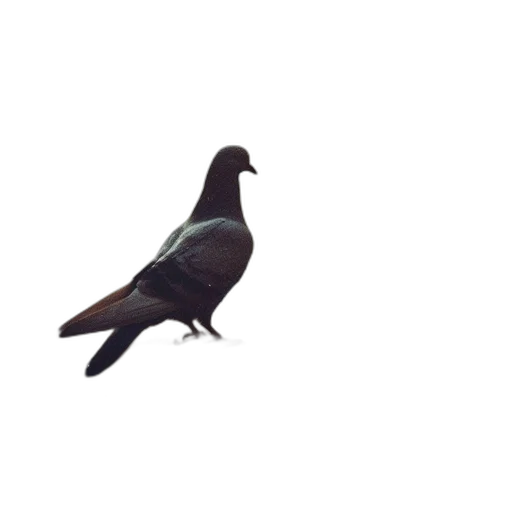 animal, creature, staff, shoes, 3d render, photorealistic, concept art, pixel art transparent PNG cut-out