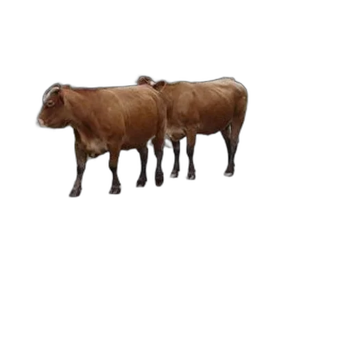 animal, creature, food, furniture, 3d render, concept art, photorealistic, pixel art transparent PNG cut-out