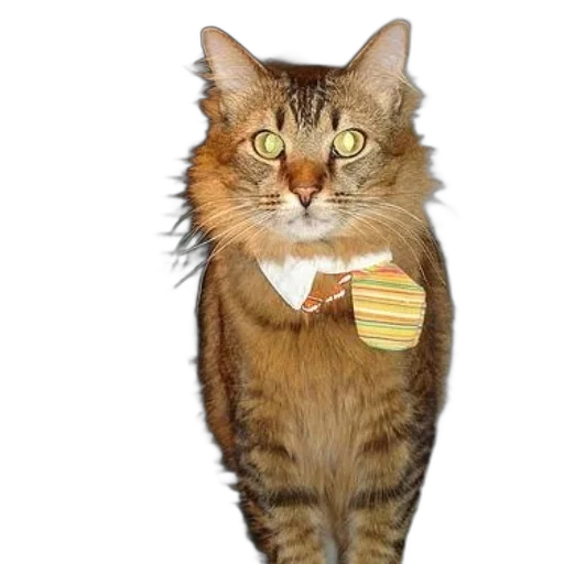 staff, animal, jewelry, photorealistic, cat, wearing, bow, tie transparent PNG cut-out