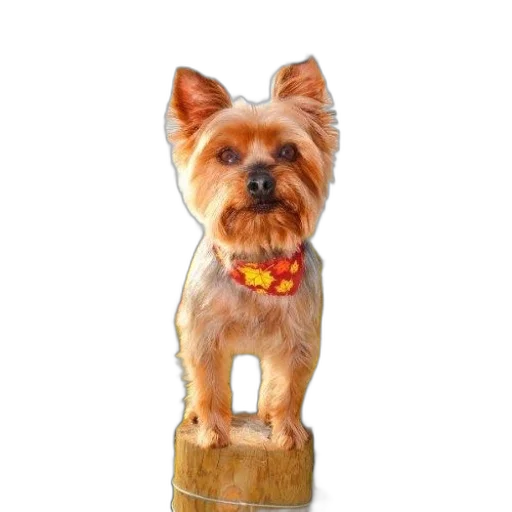 staff, animal, jacket, furniture, photorealistic, oil painting, 3d render, cute transparent PNG cut-out