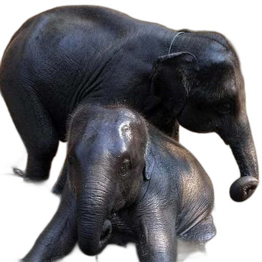 animal, creature, staff, jewelry, photorealistic, 3d render, concept art, oil painting transparent PNG cut-out