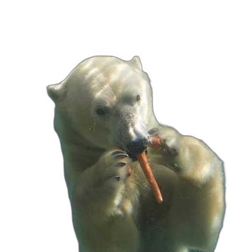 animal, creature, staff, food, 3d render, photorealistic, concept art, underwater transparent PNG cut-out