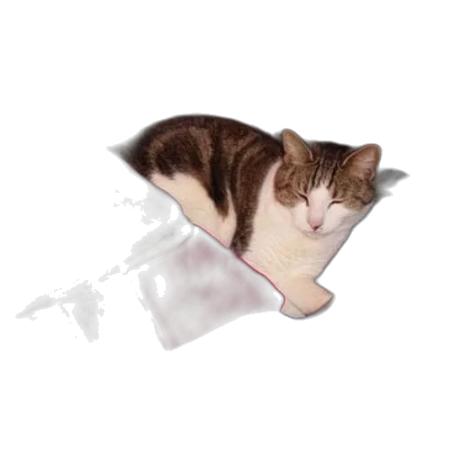 staff, animal, furniture, creature transparent PNG cut-out