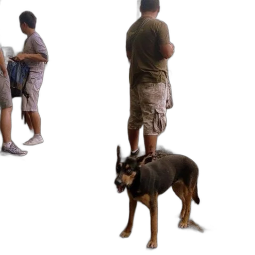 animal, creature, staff, umbrella transparent PNG cut-out