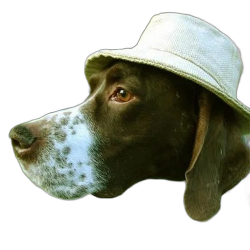 hat, animal, face, staff transparent PNG cut-out