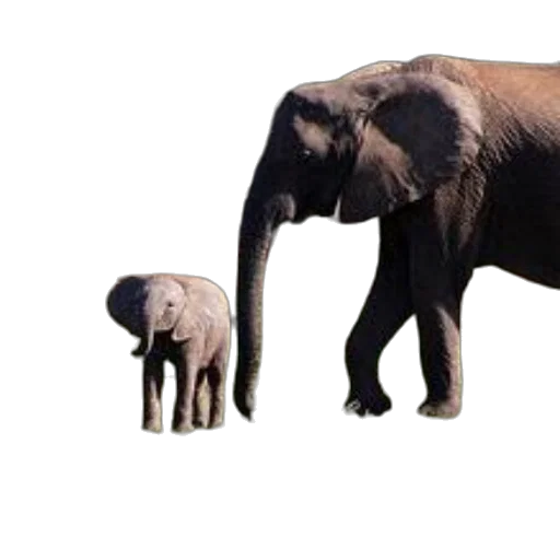 animal, creature, staff, hat, concept art, 3d render, photorealistic, forest transparent PNG cut-out