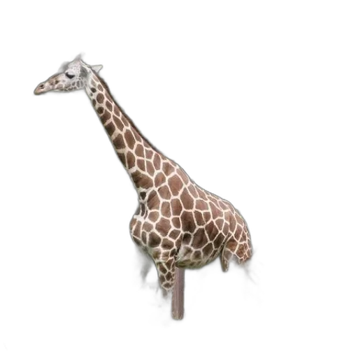 animal, staff, creature, furniture transparent PNG cut-out