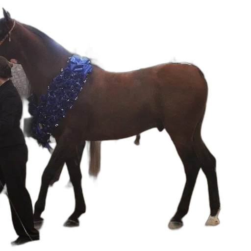 staff, horse, blue, ribbon, around, neck, stands, arena transparent PNG cut-out