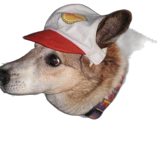 hat, animal, staff, creature transparent PNG cut-out