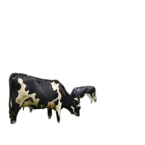 animal, furniture, jewelry, food, 3d render, photorealistic, concept art, pixel art transparent PNG cut-out