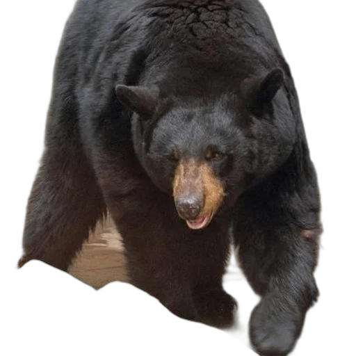 animal, creature, staff, food, concept art, photorealistic, 3d render, black transparent PNG cut-out
