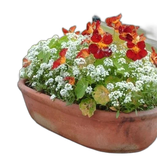 crown, food, flower, jewelry, photorealistic, 3d render, terracotta, planter transparent PNG cut-out