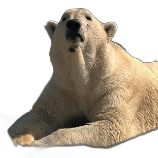 animal, creature, face, food, 3d render, photorealistic, concept art, polar transparent PNG cut-out