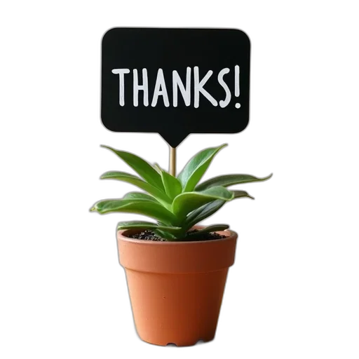 staff, small, potted, plant, green, leaves, placed, wooden transparent PNG cut-out