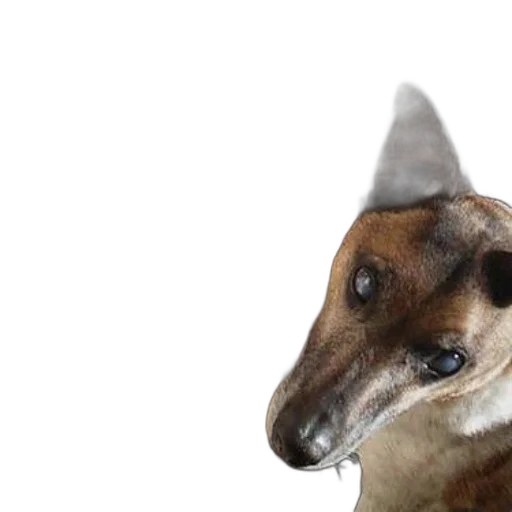 animal, hat, creature, staff, photorealistic, 3d render, concept art, dog transparent PNG cut-out