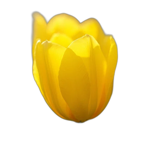 flower, crown, jewelry, hat transparent PNG cut-out