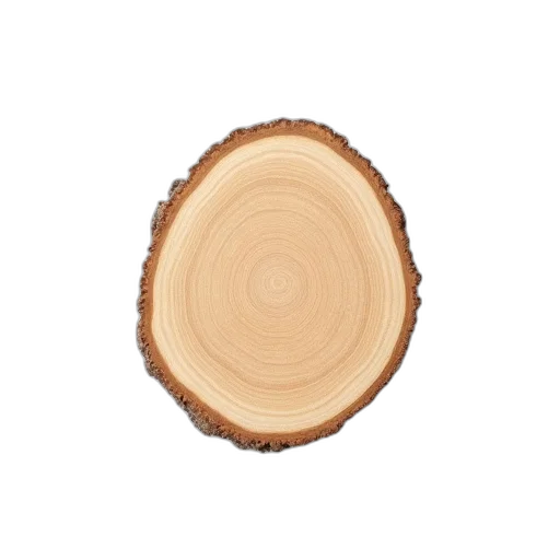 tree, food, crown, hair, 3d render, white, background, wood transparent PNG cut-out