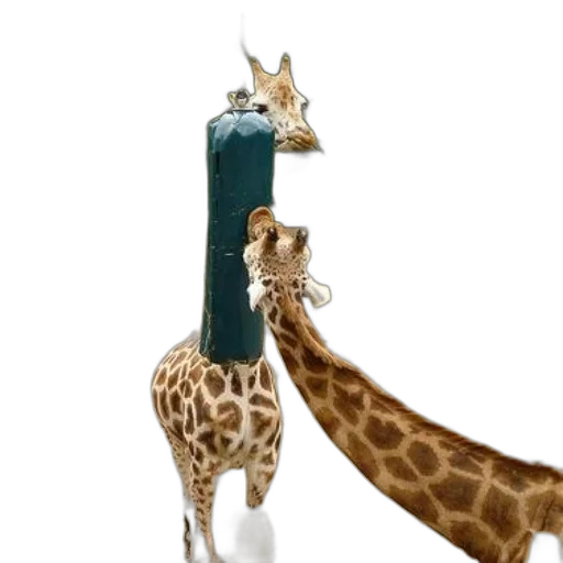animal, bottle, staff, hat, 3d render, concept art, photorealistic, fantasy art transparent PNG cut-out