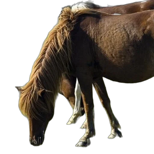 animal, hair, creature, staff, photorealistic, 3d render, concept art, earth tones transparent PNG cut-out