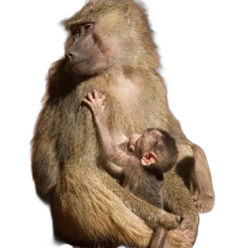 animal, jewelry, photorealistic, mother, baboon, her, young, one transparent PNG cut-out