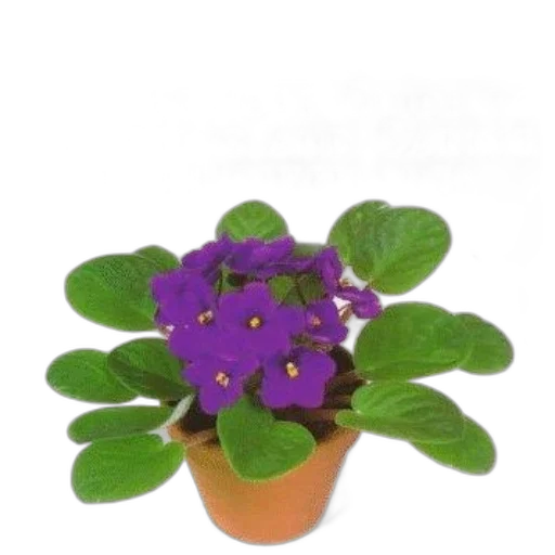 flower, crown, jewelry, hat, photorealistic, 3d render, practical, guide transparent PNG cut-out