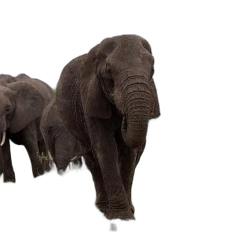 animal, creature, 3d render, photorealistic, concept art, elephants, grassy, field transparent PNG cut-out