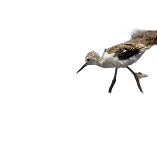 animal, creature, shoes, weapon, 3d render, concept art, photorealistic, bird transparent PNG cut-out