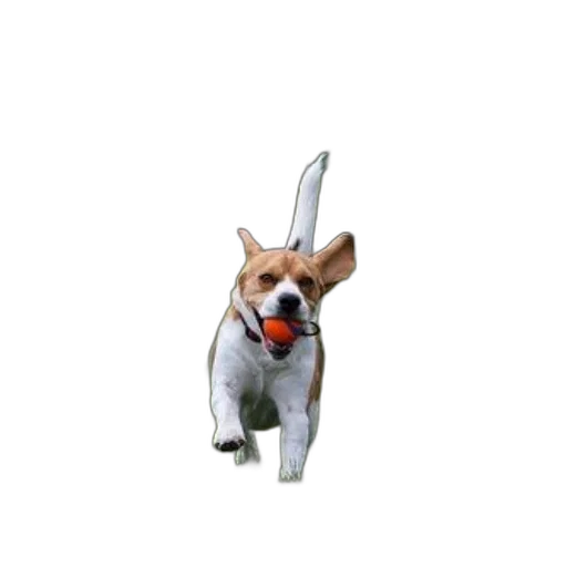 animal, staff, creature, hat, 3d render, pixel art, photorealistic, concept art transparent PNG cut-out
