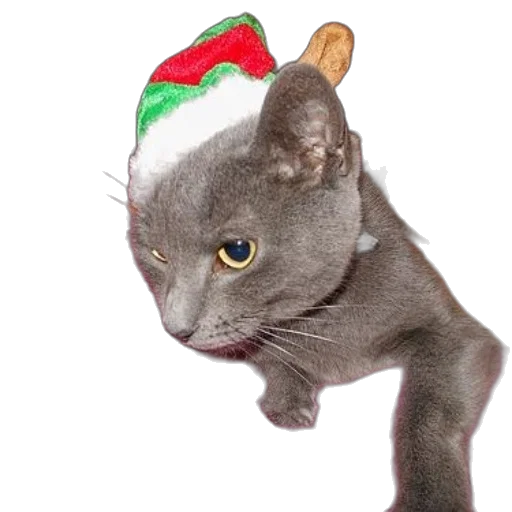 hat, staff, animal, creature, photorealistic, gray, cat, wearing transparent PNG cut-out