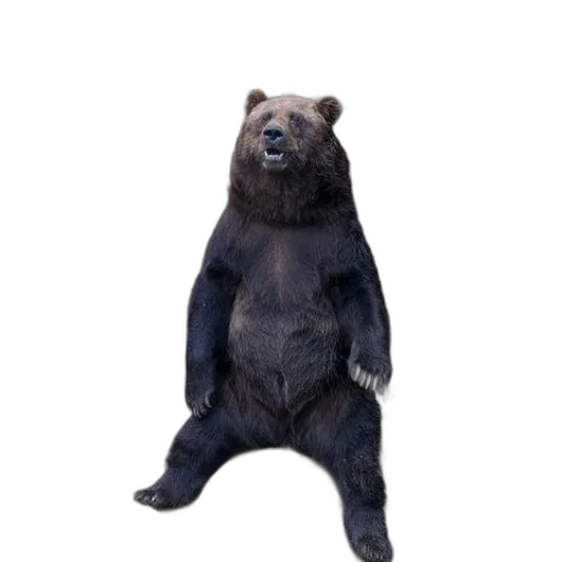 animal, creature, staff, 3d render, concept art, photorealistic, brown, bear transparent PNG cut-out