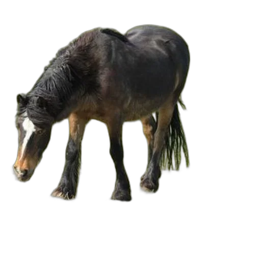 animal, creature, staff, hair, 3d render, photorealistic, concept art, black transparent PNG cut-out