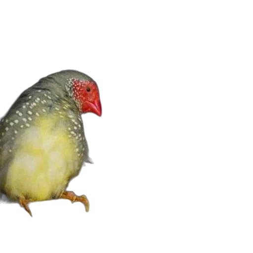 animal, food, creature, jewelry, 3d render, photorealistic, concept art, two transparent PNG cut-out