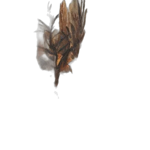 hair, dragon, creature, crown, photorealistic, concept art, 3d render, watercolor transparent PNG cut-out